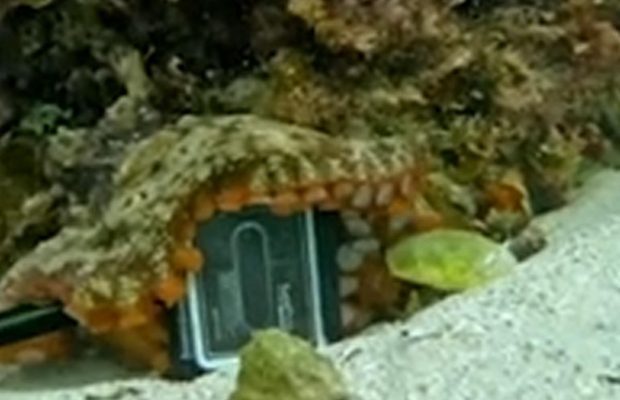 Спритний восьминіг вкрав у дайвера камеру "для дівчини", почалася бійка (відео)