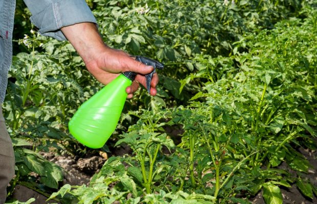 Всього дві столові ложки цього порошку: найефективніший засіб від борошнистої роси