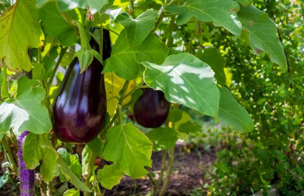 Рискуете лишиться урожая: опытные дачники рассказали, как часто поливать баклажаны