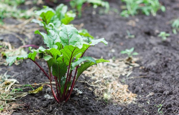 Чим підгодувати буряк у липні-серпні для хорошого врожаю: ви точно цього не знали