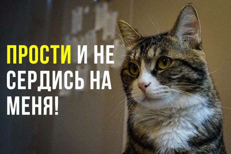 Сила слов: как эффективно использовать простые фразы при просьбе о прощении