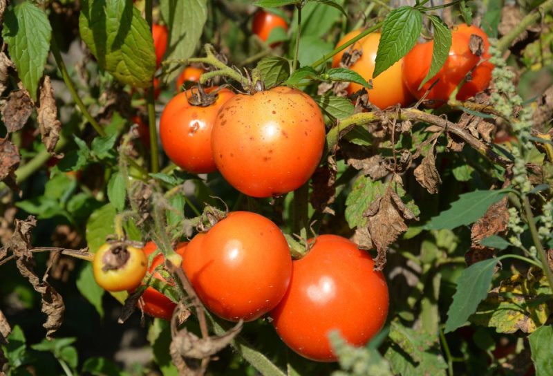 Чем обработать помидоры от фитофторы: правила эффективной дезинфекции разными средствами