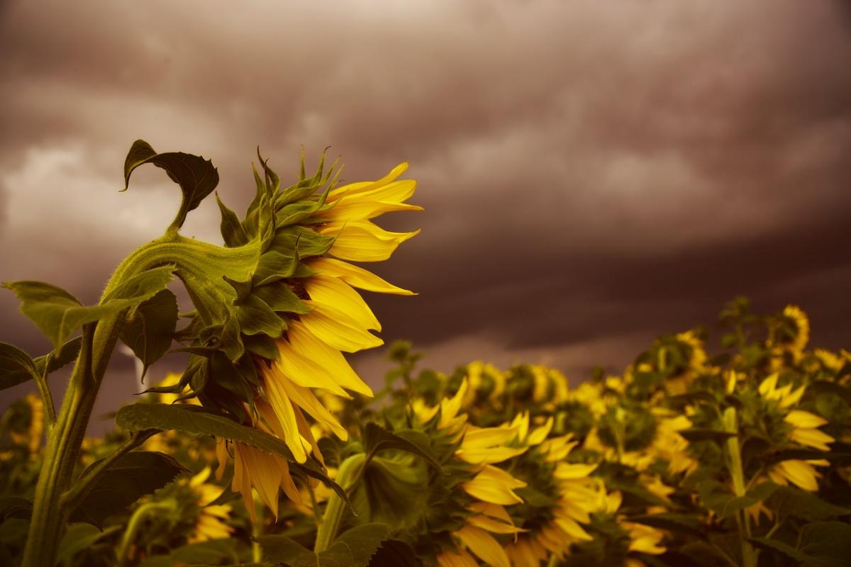 фото Peggychoucair / Pixabay