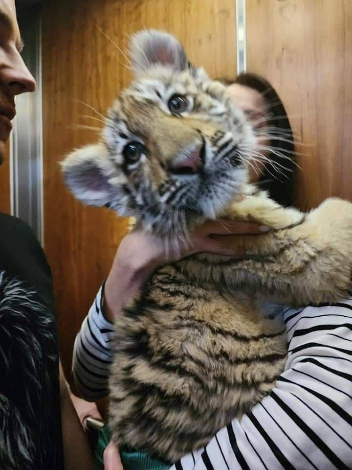 Запашний хизувався фото з вкраденою твариною / фото t.me/mariupolrada Запашний хизувався фото з вкраденою твариною / фото t.me/mariupolrada