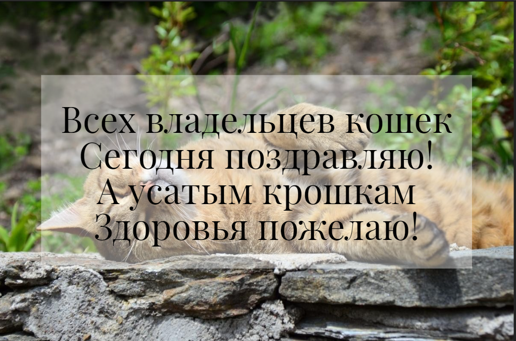 С Днем кошек картинки / фото Pixabay.com С Днем кошек картинки / фото Pixabay.com