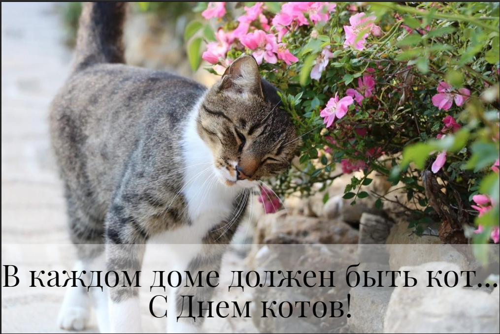 С Днем кошек открытки / фото Pixabay.com С Днем кошек открытки / фото Pixabay.com