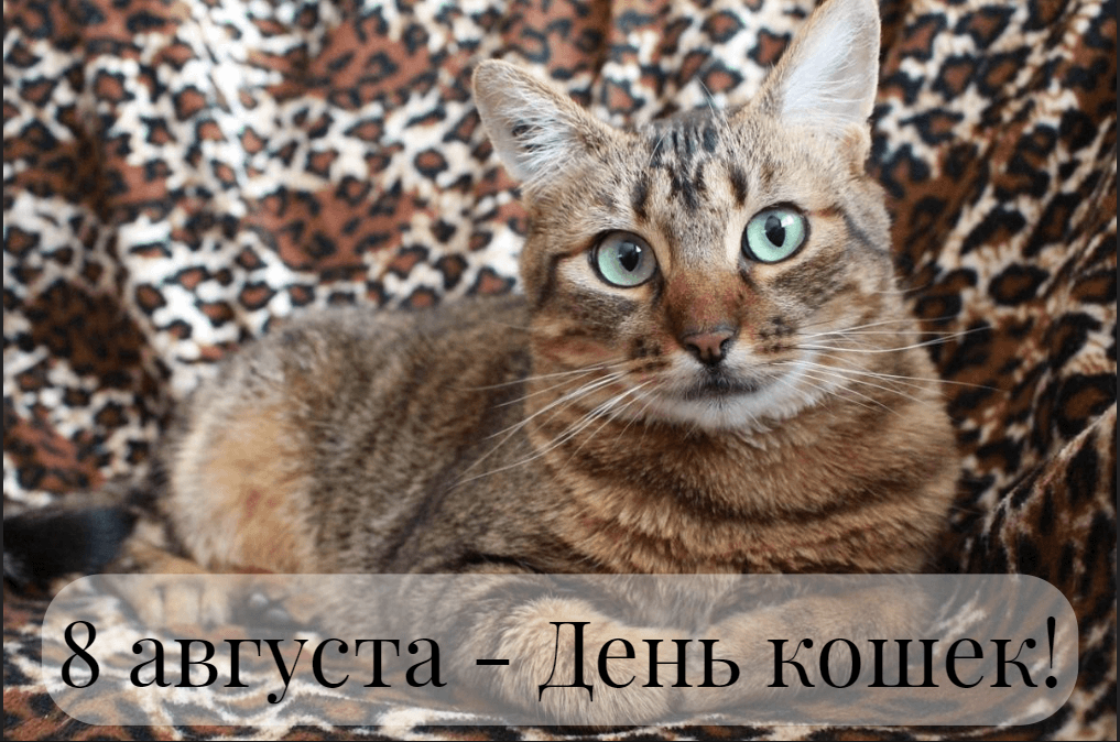 Картинки с Днем кошек / фото Pixabay.com Картинки с Днем кошек / фото Pixabay.com