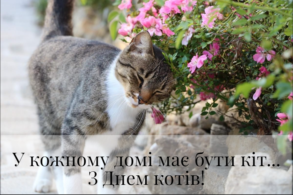 З Днем котів 2023 / фото pixabay.com З Днем котів 2023 / фото pixabay.com
