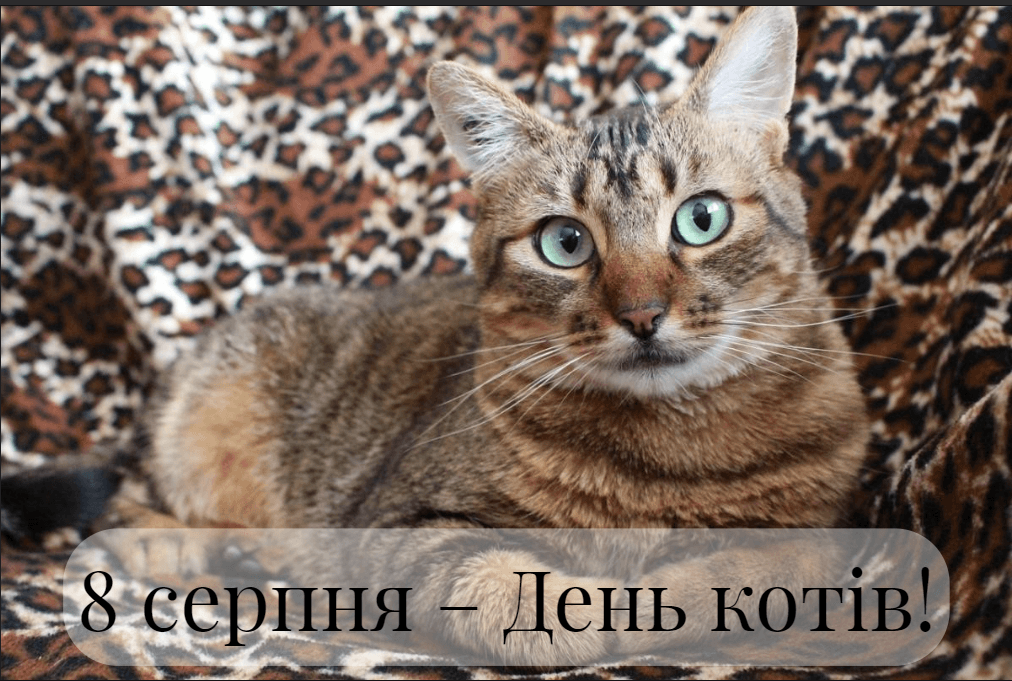 З Днем котів листівки / фото pixabay.com З Днем котів листівки / фото pixabay.com