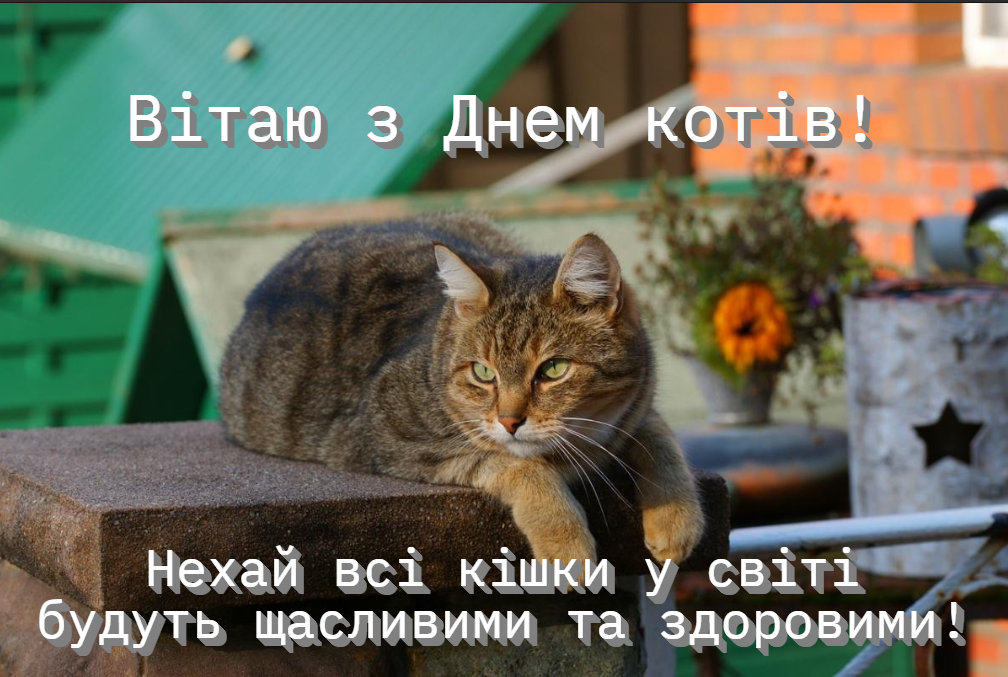Привітання з Днем котів / фото pixabay.com Привітання з Днем котів / фото pixabay.com