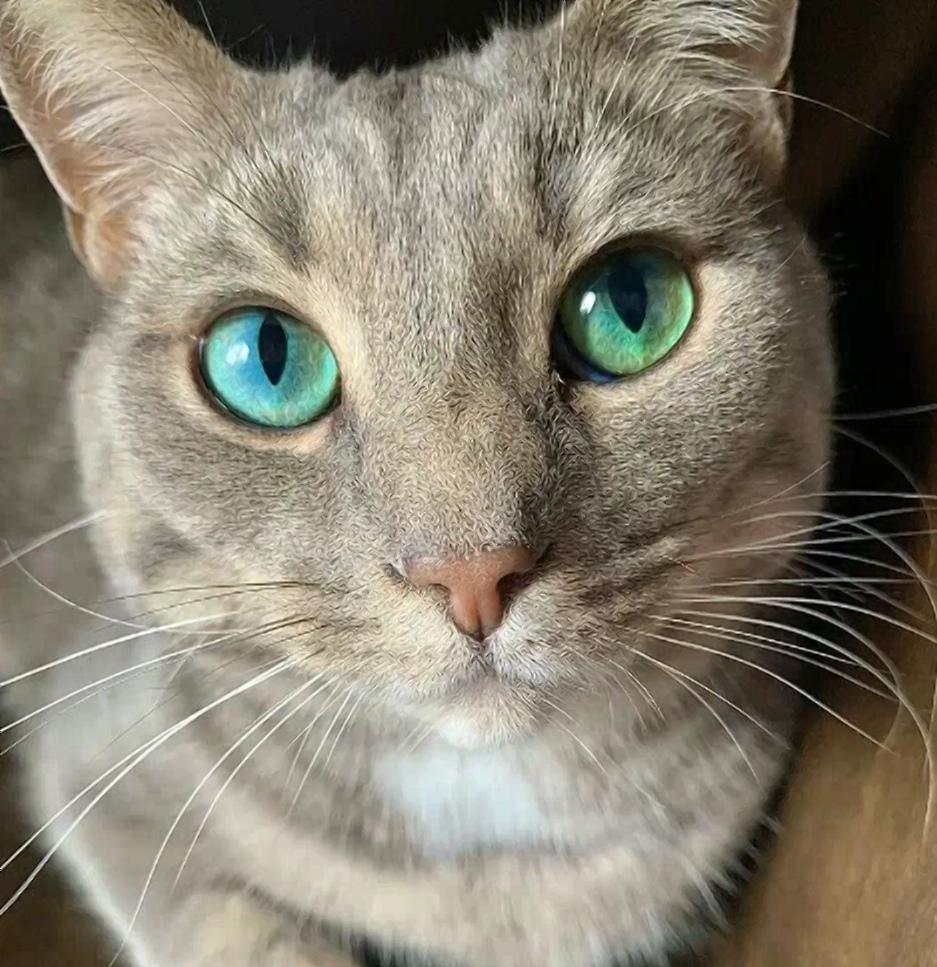 Кот с невероятно яркими изумрудными глазами покорил сеть / фото tiktok.com/@fionathechonk Кот с невероятно яркими изумрудными глазами покорил сеть / фото tiktok.com/@fionathechonk