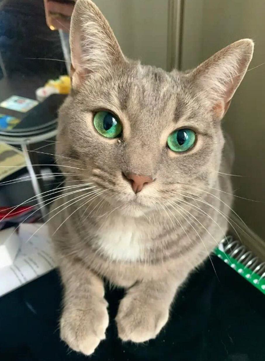 Кот с невероятно яркими изумрудными глазами покорил сеть / фото tiktok.com/@fionathechonk Кот с невероятно яркими изумрудными глазами покорил сеть / фото tiktok.com/@fionathechonk