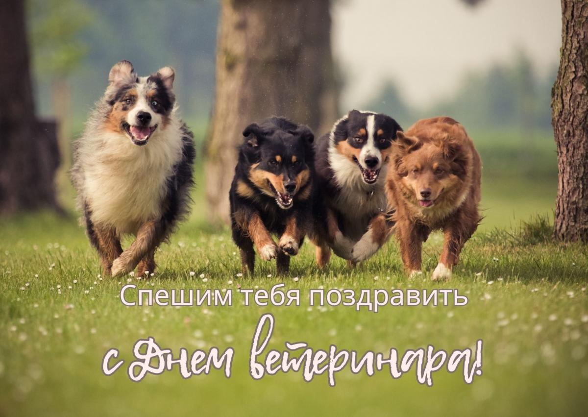 День ветеринара - открытки / canva.com День ветеринара - открытки / canva.com