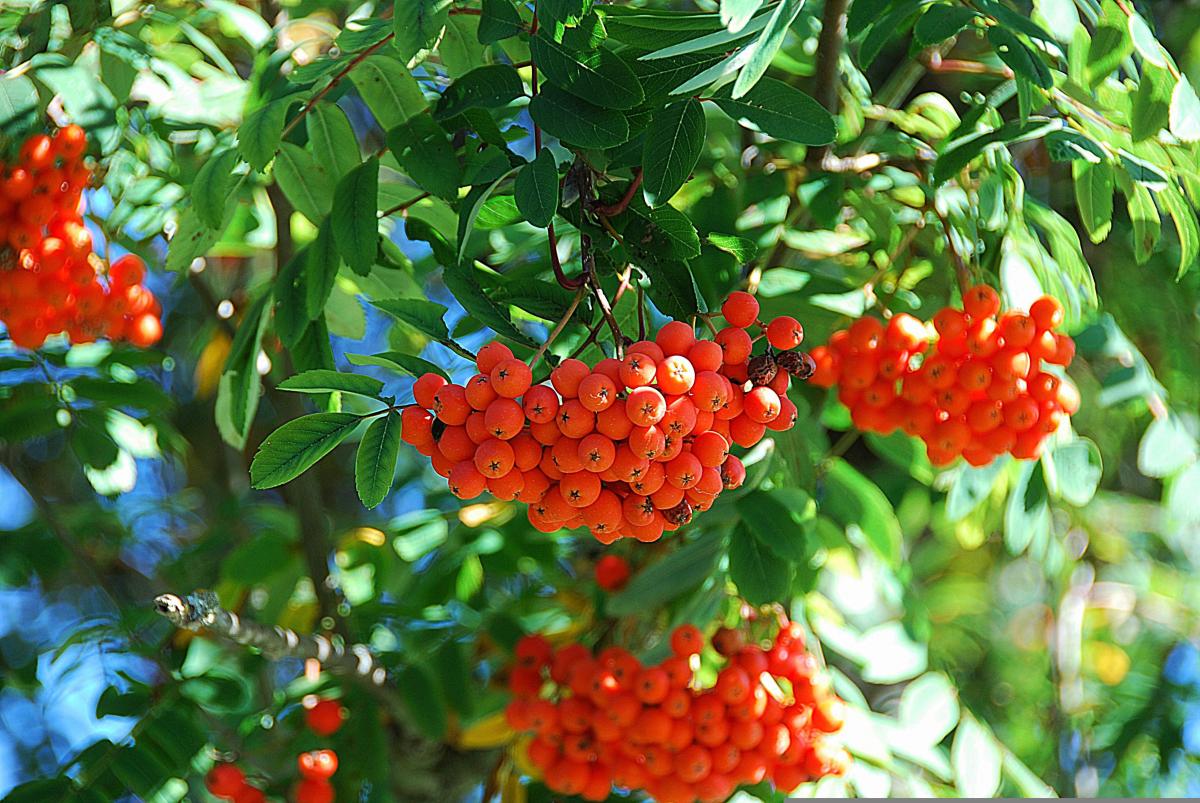 Прикмети цього дня пов'язані з горобиною / pixabay.com
