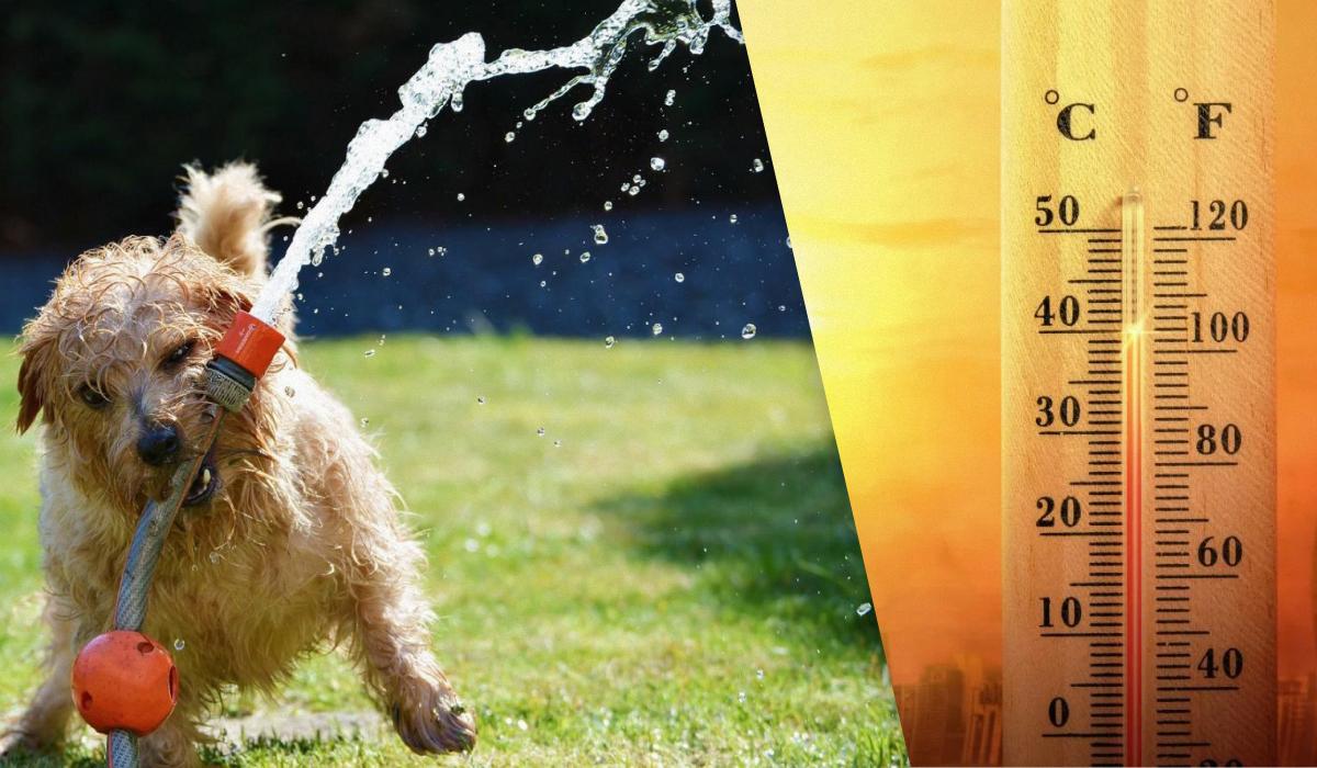 Спека у Києві встановила три рекорди / колаж УНІАН, фото Pixabay, ua.depositphotos.com Спека у Києві встановила три рекорди / колаж УНІАН, фото Pixabay, ua.depositphotos.com