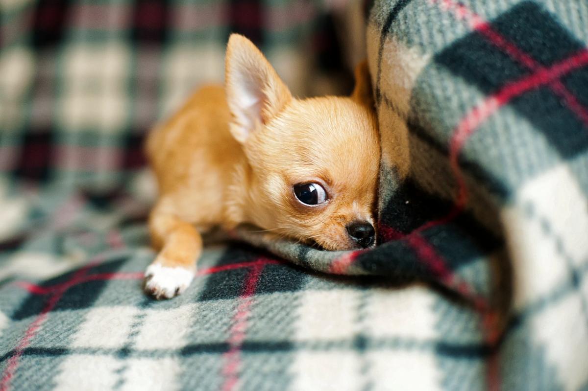 Скорпион - чихуахуа / фото pixabay.com Скорпион - чихуахуа / фото pixabay.com