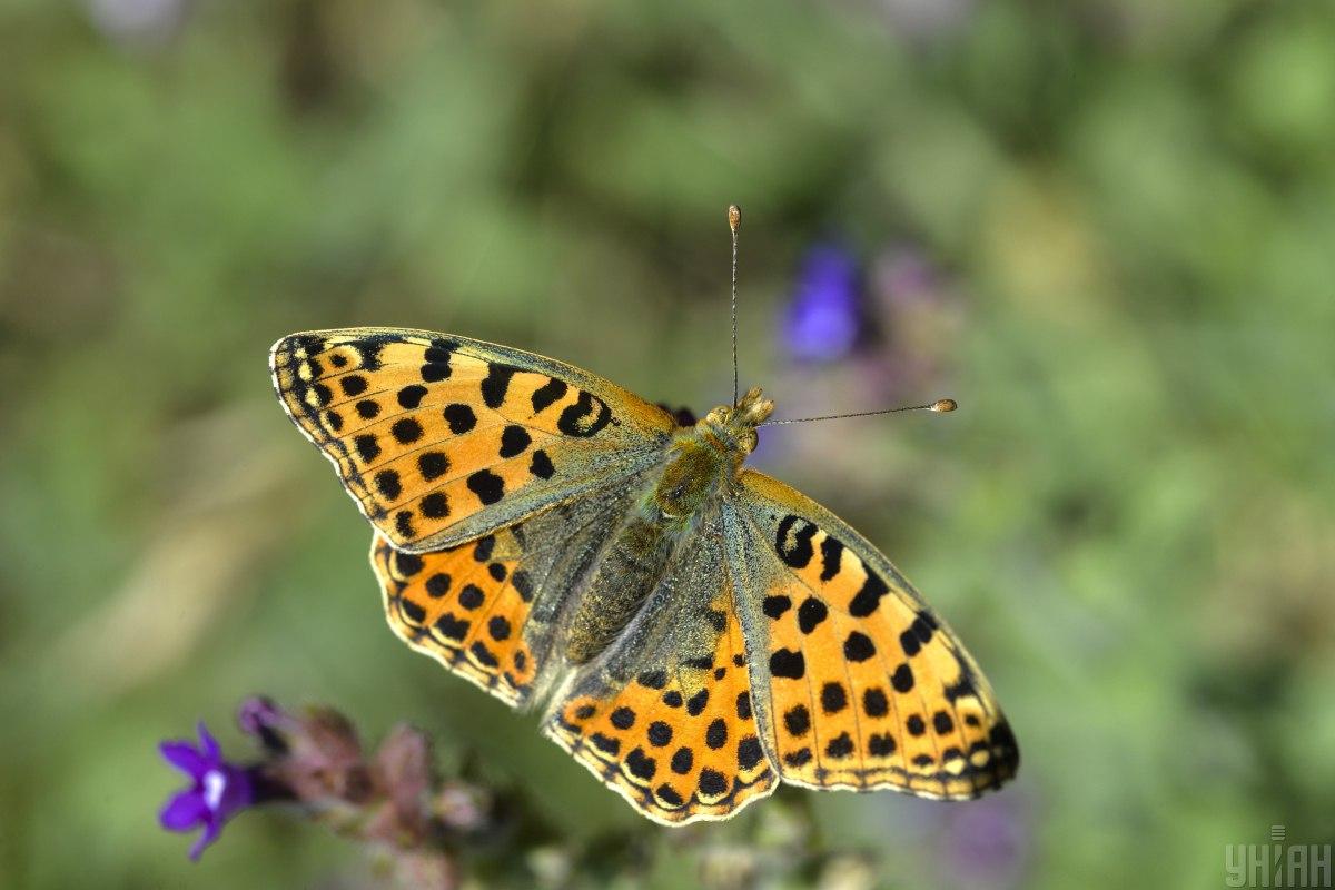 Сильної спеки в Україні 6 липня не буде / фото УНІАН, Чузавков Сергій