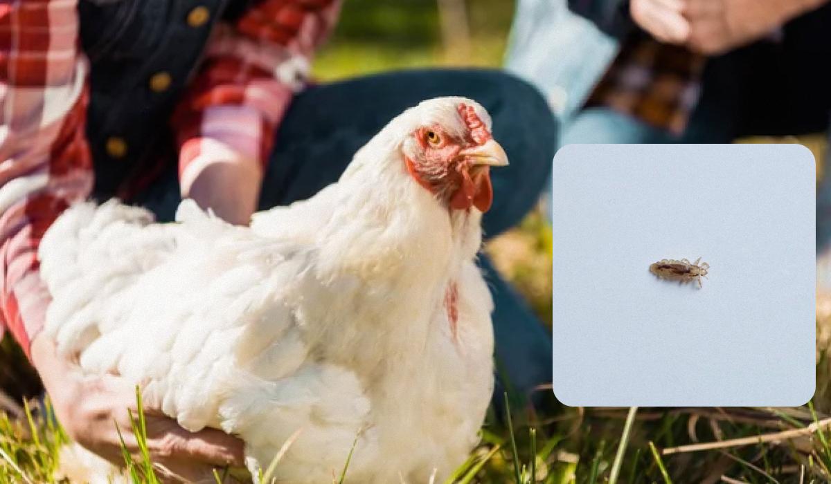 Как бороться с вшами у куриц / коллаж УНИАН, фото ua.depositphotos.com Как бороться с вшами у куриц / коллаж УНИАН, фото ua.depositphotos.com