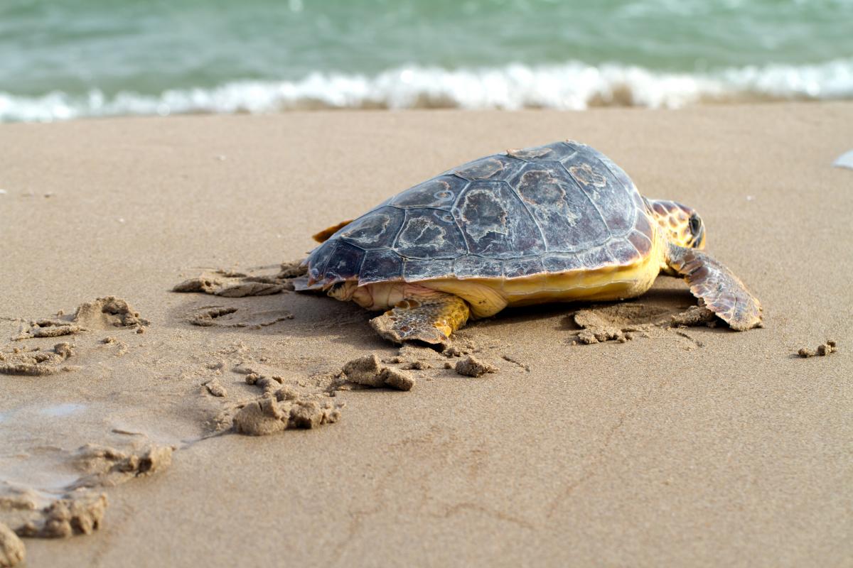 Ползут 3 черепахи. Черепахи Каретта Белек. Каретта-Каретта Турция черепаха Белек. Сиде Черепаший пляж. Морские черепахи Caretta Caretta в Турции.