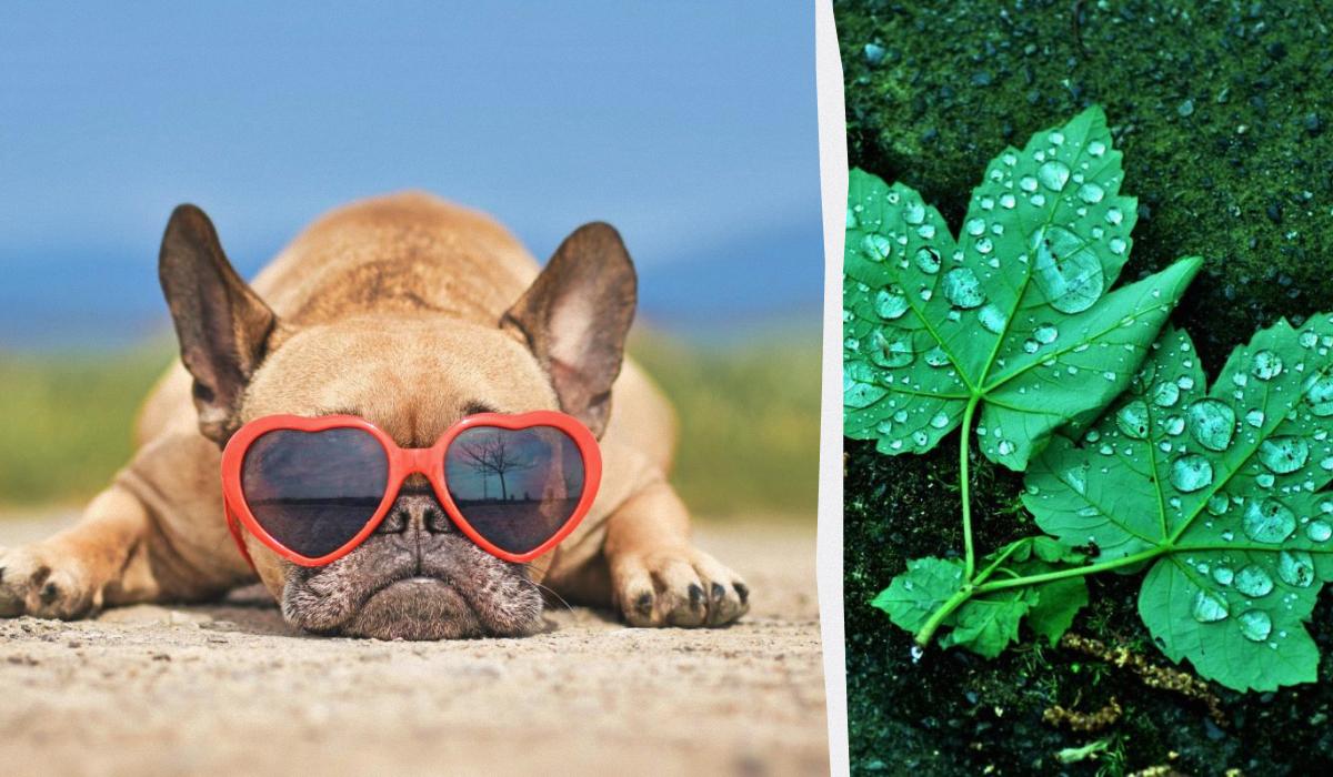 26 серпня в Україні буде спекотно / колаж УНІАН, фото Pixabay, ua.depositphotos.com