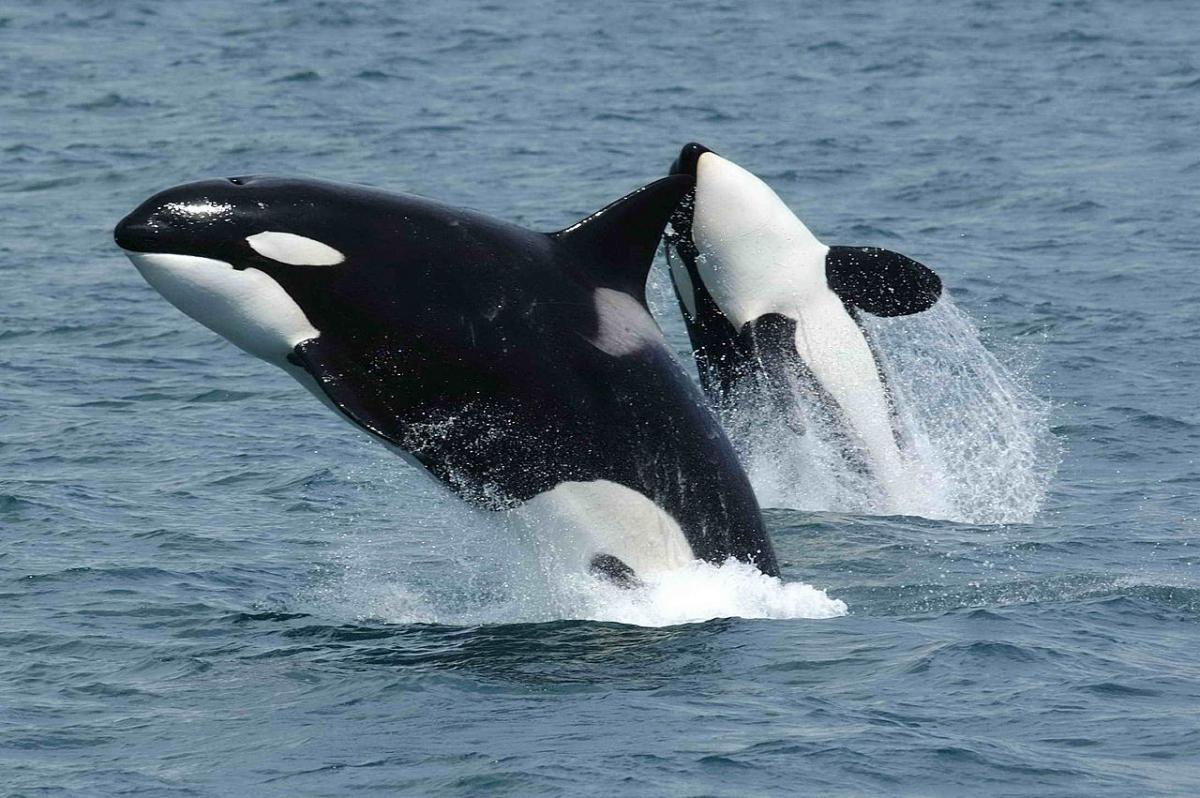 Косатки убивали молодых китовых акул / фото wikipedia.org