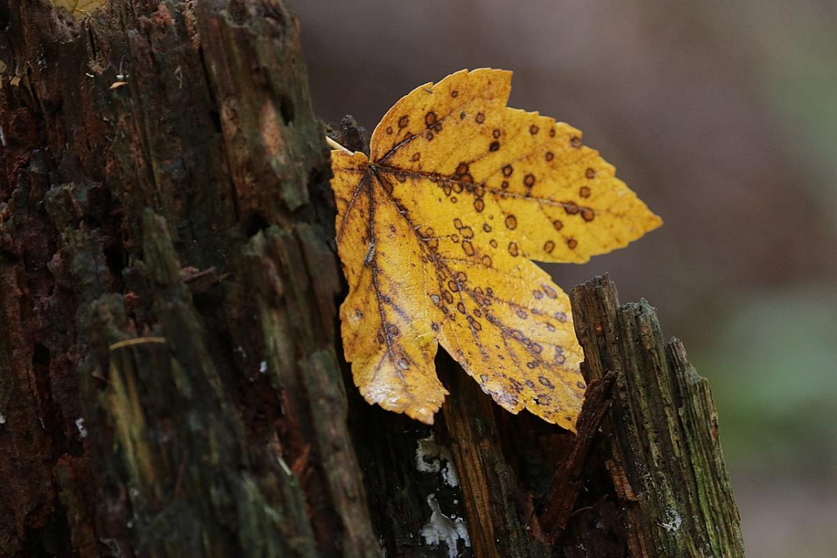 На вихідних в Україні різко похолоднішає / фото pixabay.com