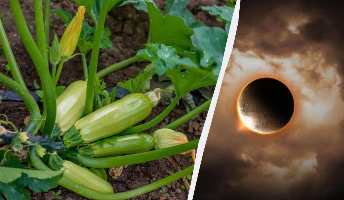 Місячний посівний календар на вересень 2023 Україна / колаж УНІАН, фото ua.depositphotos.com