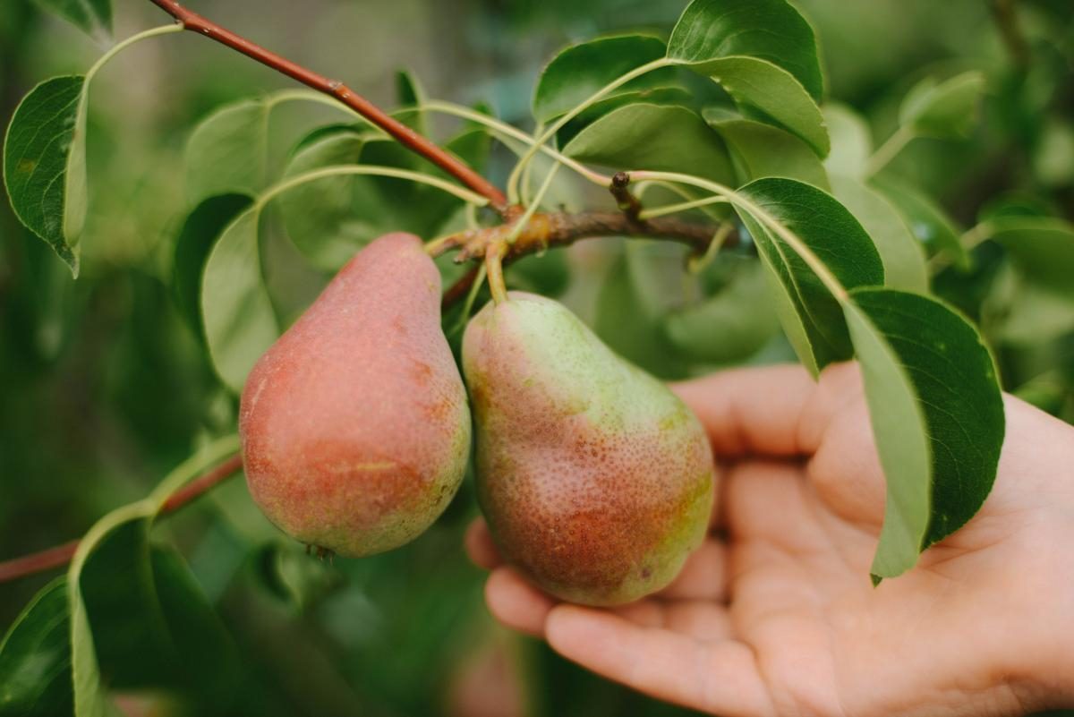 Как удобрять грушу летом - урожай будете собирать ящиками — УНИАН