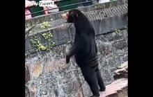 В Китаї підробляють ведмедів у зоопарку: мережу "розірвало" дивне відео