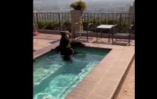 Набридла спека: у Каліфорнії дикий ведмідь поліз купатися у приватний басейн (відео)