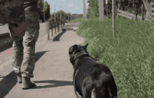 Собака спасла героев под Бахмутом от смерти: бойцы рассказали невероятную историю (видео)