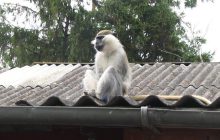 Мавпа-утікачка вже тиждень "тероризує" село на Хмельниччині: постраждала дитина