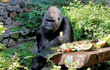 Серед кавунів та бананів: сьогодні святкує "іменини" єдина горила України (фото)