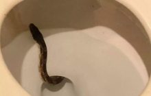 Це вже не вперше: у Техасі жінка посеред ночі знайшла змію в унітазі (відео)