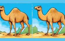 Головоломка для обраних: тільки одиниці розкриють секрет цих верблюдів за 15 секунд