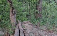 Тільки найуважніші зможуть виявити схованого в кущах тигра за 9 секунд