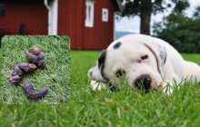 Чоловік солодко помстився своєму сусідові, який скидав собачий кал через паркан в його сад: що він зробив