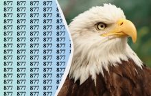 Ця головоломка "зламає" вам очі: знайдіть число-секрет за 15 секунд