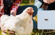 Досвідчені птахівники перевірили особисто: названо кращий засіб від курячих вошей