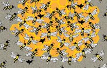 Тільки люди з гострим оком можуть помітити бджолину матку у вулику лише за 5 секунд