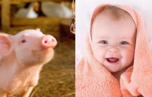 Жінка помилково назвала сина на честь знаменитої свині та відмовляється змінювати ім'я