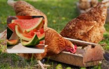 Будут нестись, как сумасшедшие: как подкармливать куриц арбузной кожурой