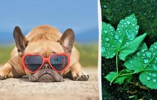 Сегодня в Украине станет намного жарче, в нескольких областях - дожди (карта)