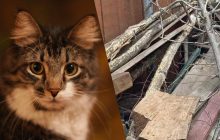 Захватывающая оптическая иллюзия: найдите кота среди деревянных бревен за 8 секунд