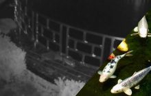 В Великобритании выдра ограбила отель: убытки свыше 100 тысяч долларов (видео)