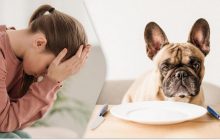 Ветеринар із 26-річним стажем назвав три найбільші загрози для вашої собаки