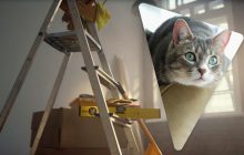 Кіт увірвався в будинок сусідів і завдав шкоди на абсурдно велику суму: що він зробив