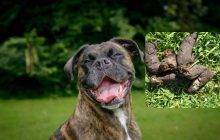 Жінка була розчарована після того, як побачила, що сусідський собака робить в її саду: про що мова