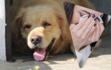 Чоловік назвав свою собаку так, що його мати-християнка заридала, коли почула