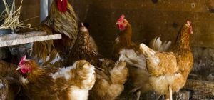 Сколько воды нужно давать курам в день, чтобы хорошо неслись зимой: простая формула